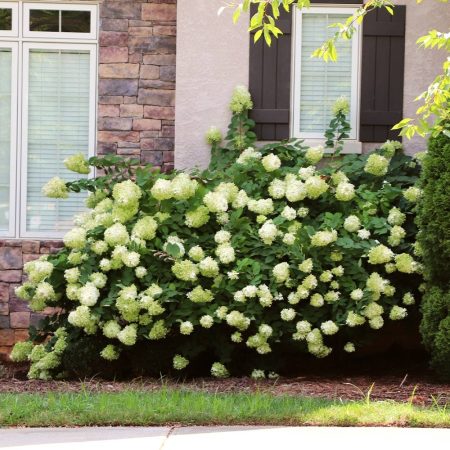 Hortenzia metlinatá 'Little Lime' (Hydrangea paniculata 'Little Lime')
