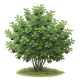 Muchovník (Amelanchier)