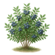 Čučoriedka kanadská (Vaccinium corymbosum)