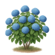 Hortenzia