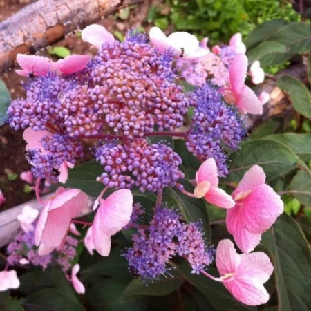 Hortenzia drsná 'Hot Chocolate' (Hydrangea aspera 'Hot Chocolate')