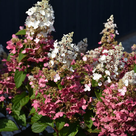 Hortenzia metlinatá 'Pinky Winky' (Hydrangea paniculata 'Pinky Winky')
