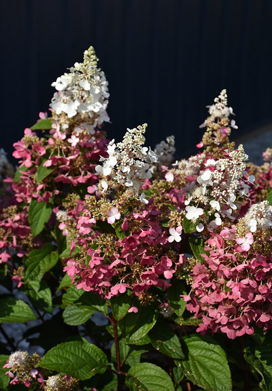 Hortenzia metlinatá 'Pinky Winky' (Hydrangea paniculata 'Pinky Winky')
