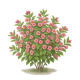 Weigela