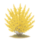 Forsythia (Zlatý dážď)