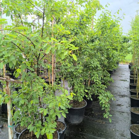 Amelanchier lamarckii – viackmeňová krása s čarom každej sezóny