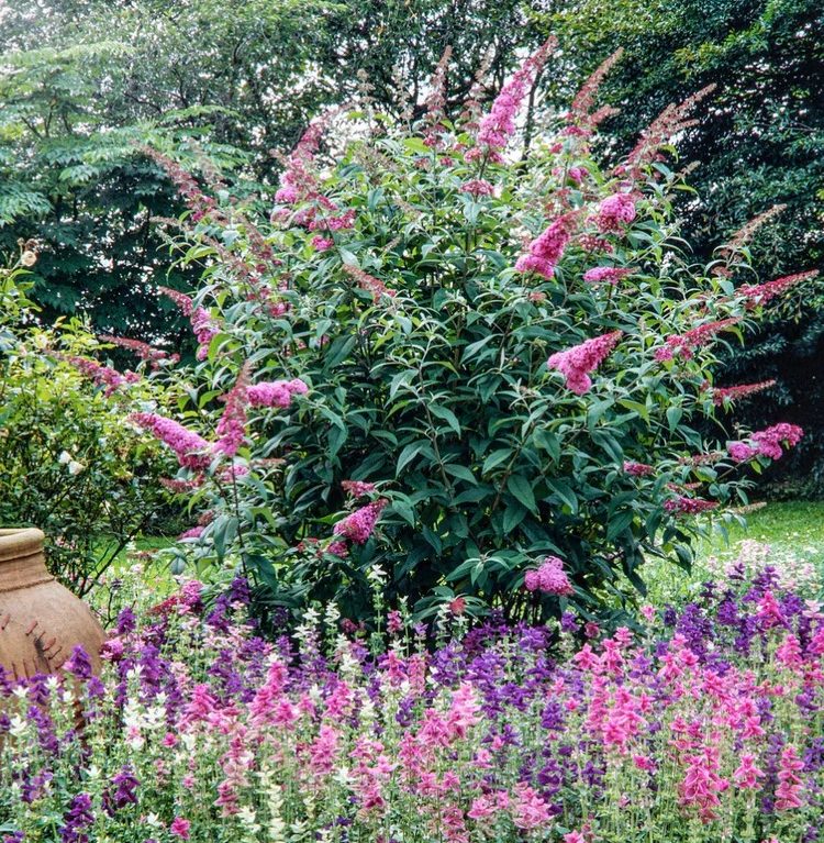 Buddleja davidii 'Papillon Pink' – romantika pre motýle aj záhradu