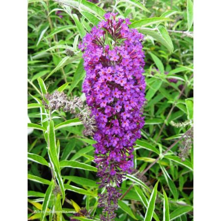 Buddleja davidii 'Nanho Purple' – štíhla elegancia v sýto fialovej