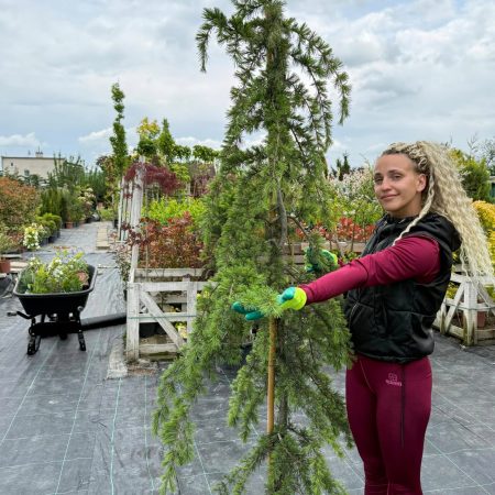 Cedrus deodara 'Pendula' – céder himalájsky s elegantne previsnutým habitom
