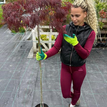 Acer palmatum 'Dissectum Garnet' – japonský javor s čipkovanými vínovými listami