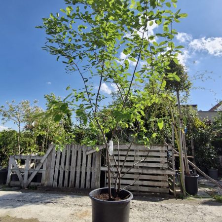 Amelanchier lamarckii – viackmeňová krása s čarom každej sezóny