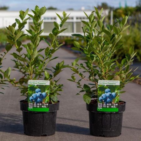 Čučoriedka kanadská 'Hortblue Poppins' – výrazne neskorý kultivar pre bohatú úrodu až do jesene