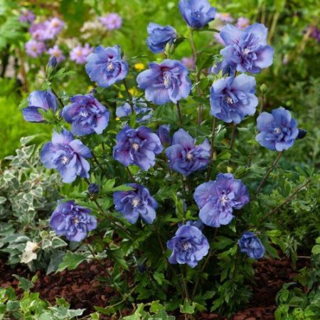 Ibištek sýrsky 'Blue Chiffon' – jemne modrý klenot letnej záhrady