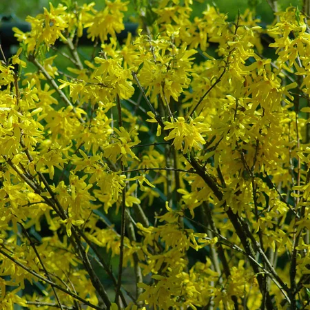 Zlatovka prostredná 'Spectabilis' – explózia žltých kvetov už skoro na jar