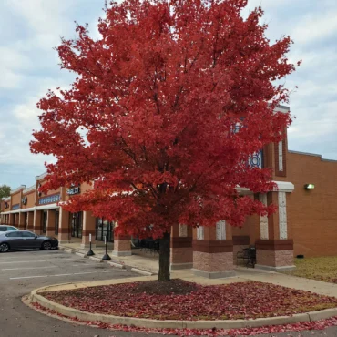 Acer rubrum ‘Autumn Flame’ – Javor červený