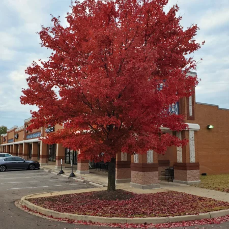 Acer rubrum ‘Autumn Flame’ – Javor červený