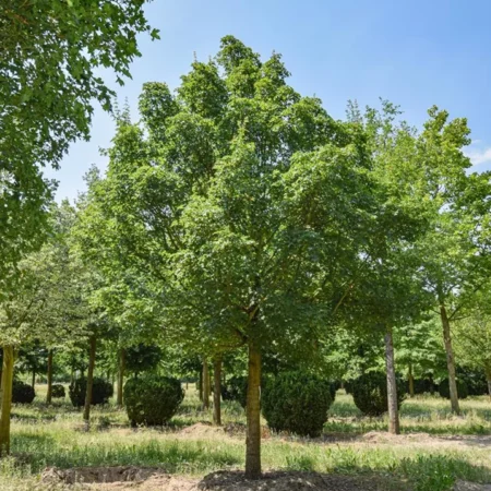 Acer campestre – javor poľný ‘Elsrijk’