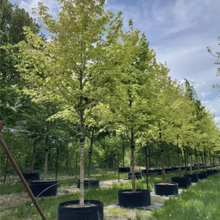 Javor mliečny ‘Drummondii’ (Acer platanoides ‘Drummondii’)