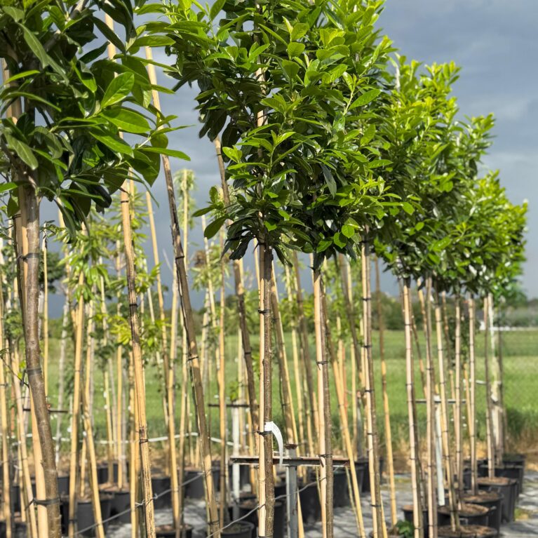 Vavrínovec lekársky Novita (Prunus laurocerasus) na vysokom kmienku