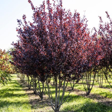 Slivka čerešnoplodná – Prunus carasifera 'Nigra' (tvar viackmeň)