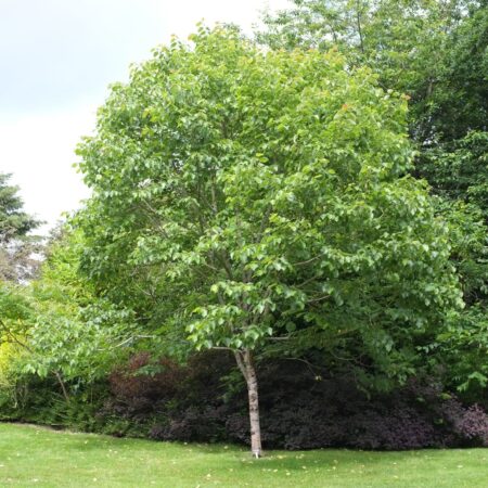 Lipa Henryho -Tilia henryana