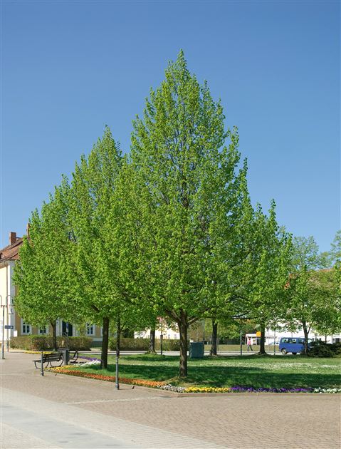 Lipa malolistá ‘Greenspire’-Tilia cordata