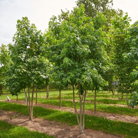 Liquidambar styraciflua – ambrovník styraxový (viackmeň)