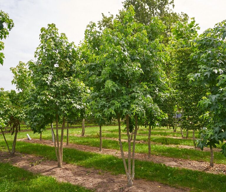Liquidambar styraciflua – ambrovník styraxový (viackmeň)