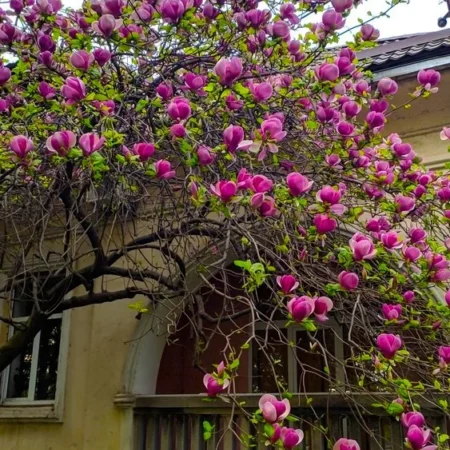 Magnolia ‘Black Tulip’ – magnólia