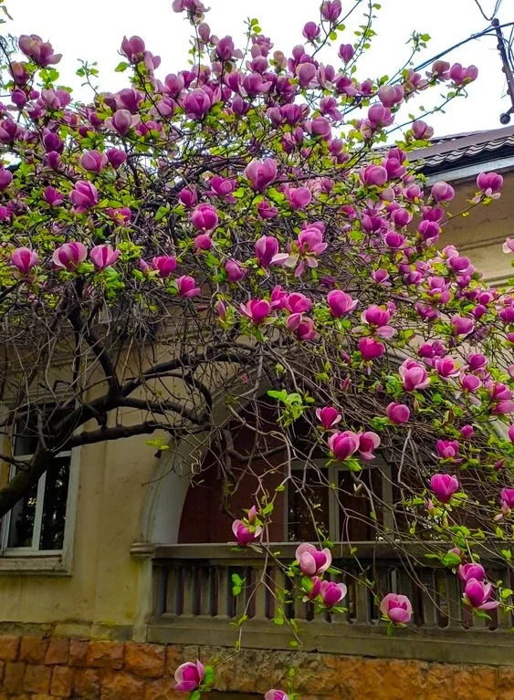 Magnolia ‘Black Tulip’ – magnólia