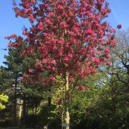 Malus mokum-okrasná jablon