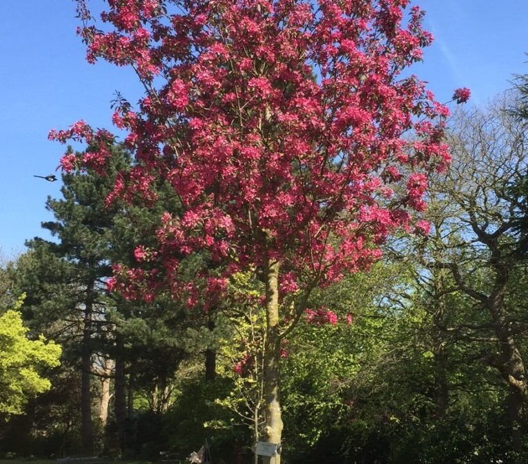 Malus mokum-okrasná jablon