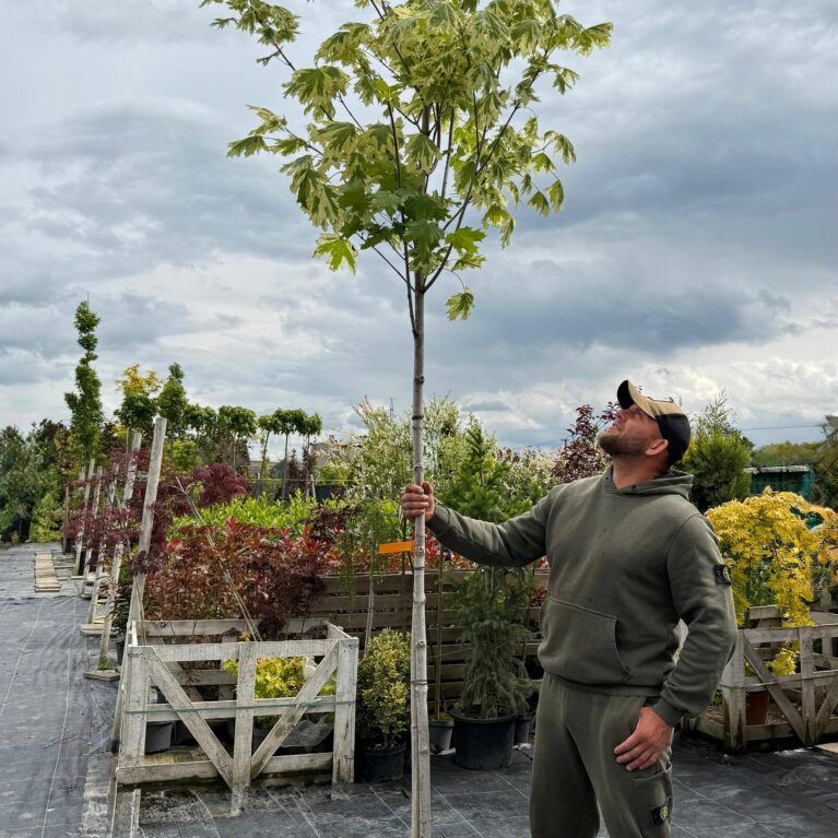 Javor mliečny ‘Drummondii’ (Acer platanoides ‘Drummondii’)
