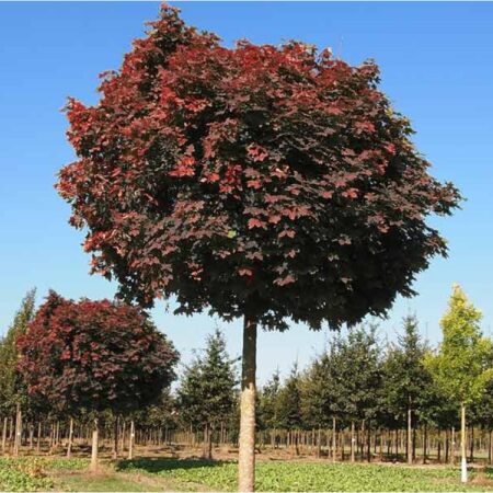 Acer platanoides ‘Crimson King Globe’ (guľovitá forma)