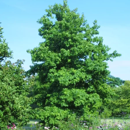 Liquidambar styraciflua – ambrovník styraxový
