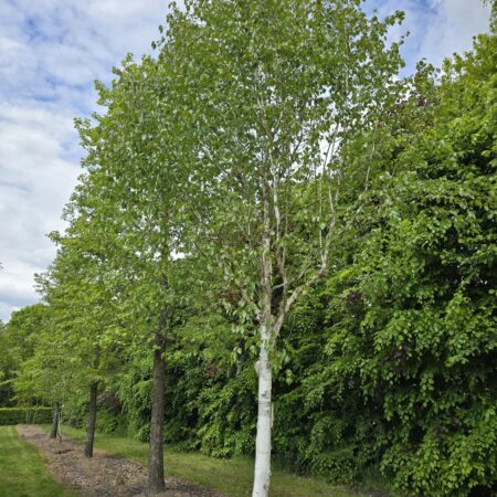 Betula utilis ‘Doorenbos’ – breza himalájska s bielou kôrou