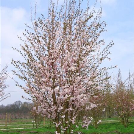 Okrasná čerešňa-Prunus  serulata Fukubana tvar viackmen