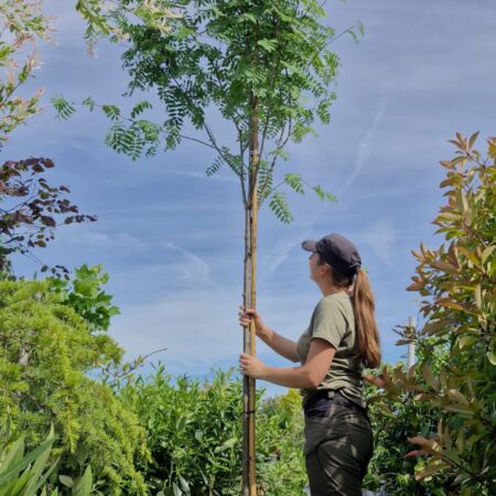 Jarabina vtáčia (Sorbus aucuparia)
