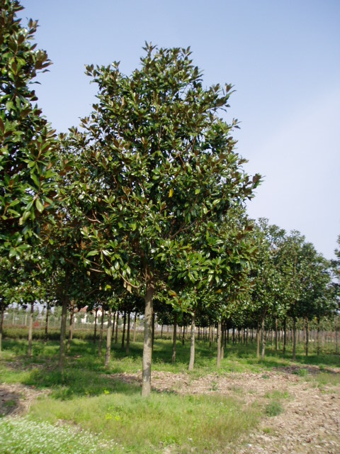 Magnolia grandiflora ‘Gallisoniensis’ –  Magnólia stálozelená na kmienku