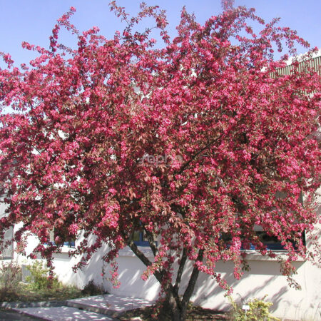 Malus ‘Coccinella’ – okrasná jabloň s tmavým listom (viackmenný tvar)