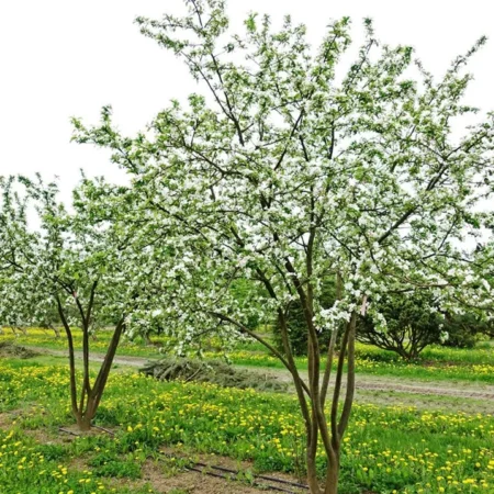 Jablon okrasná-Malus Red Sentinel tvar viackmen