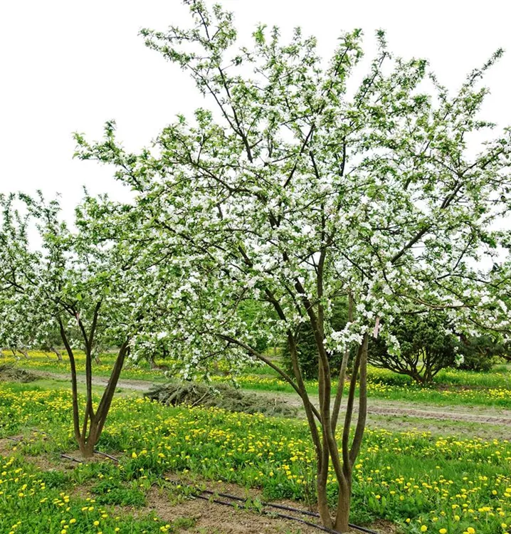 Jablon okrasná-Malus Red Sentinel tvar viackmen