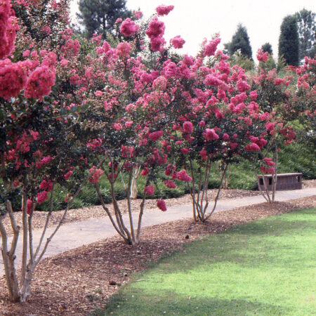Lagerstroemia indica – myrtovník krepový (viackmeň)