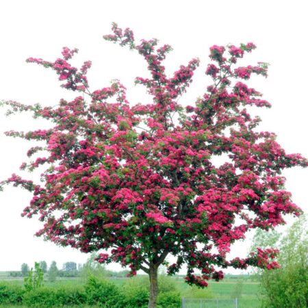 Crataegus laevigata ‘Paul’s Scarlet’ – hloh obyčajný