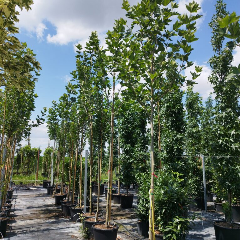 Platan javorolistý (Platanus × acerifolia)