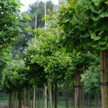 Ginkgo biloba ‘Mariken’ – ginko dvojlaločné