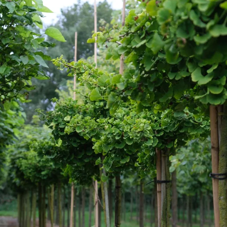 Ginkgo biloba ‘Mariken’ – ginko dvojlaločné