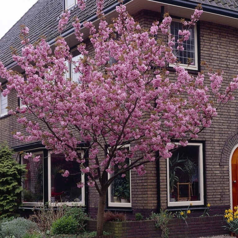 Okrasná čerešňa Prunus serrulata 'Kanzan'