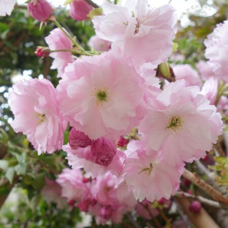 Okrasná čerešňa Prunus serrulata 'Pink Perfection' – viackmeň