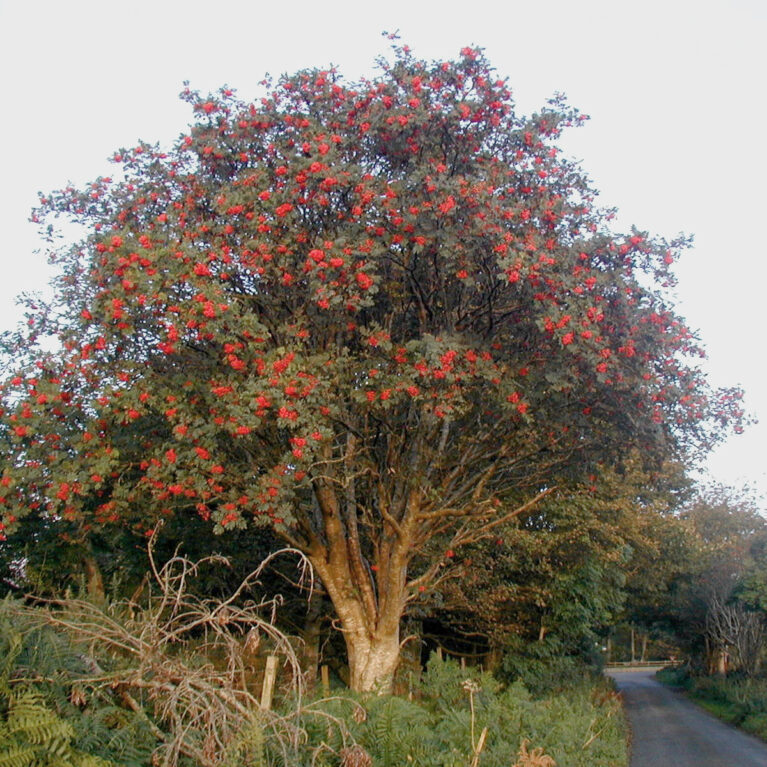 Jarabina vtáčia (Sorbus aucuparia)